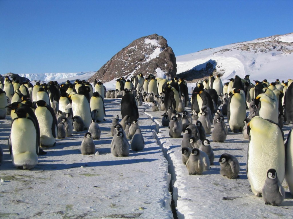 La marcia dei pinguini