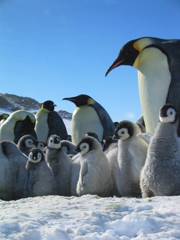 La marcia dei pinguini