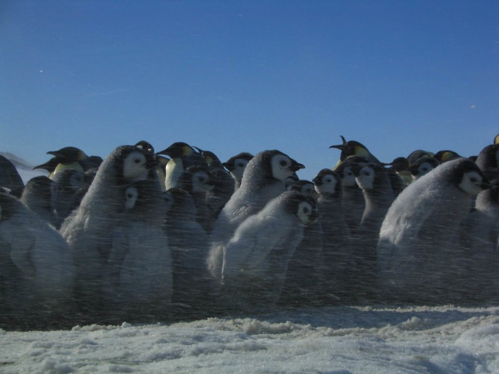 La marcia dei pinguini