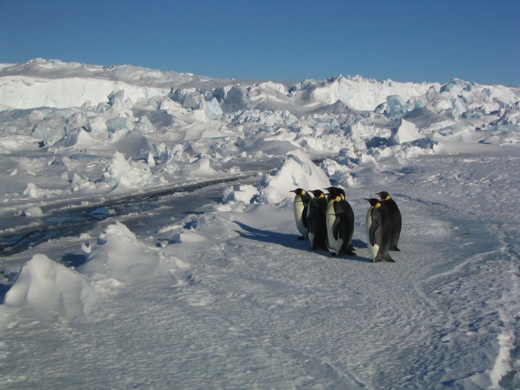 La marcia dei pinguini