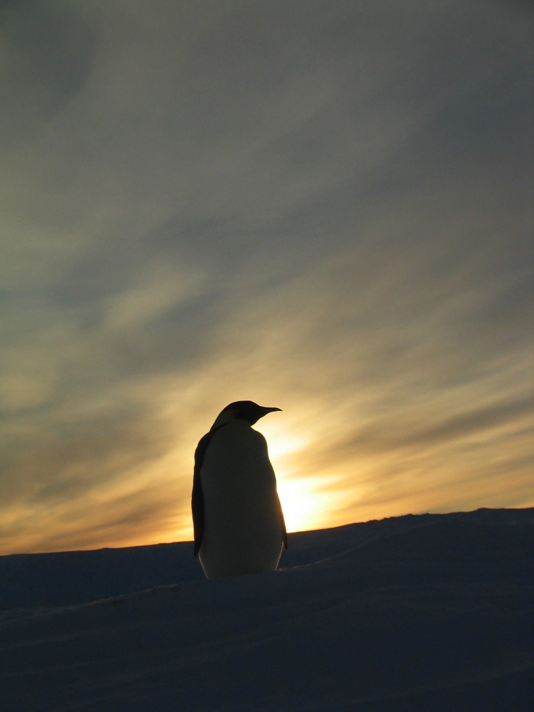 La marcia dei pinguini