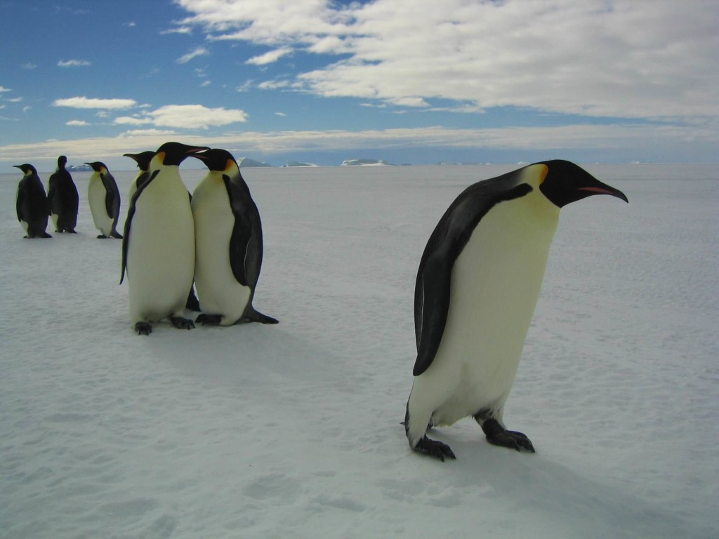 La marcia dei pinguini