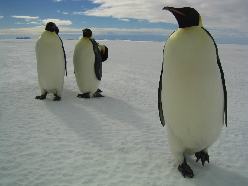 La marcia dei pinguini
