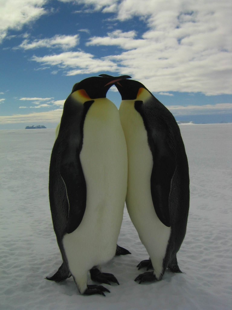 La marcia dei pinguini