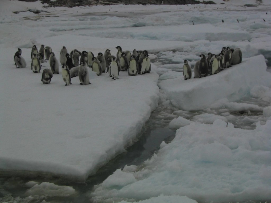 La marcia dei pinguini
