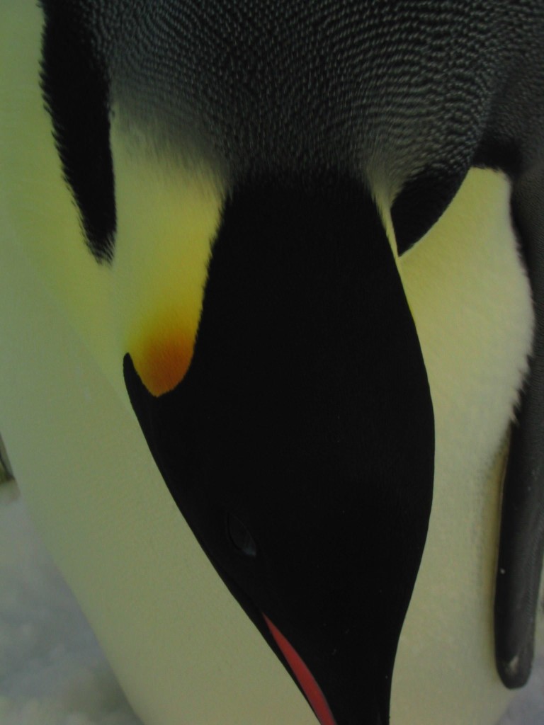 La marcia dei pinguini