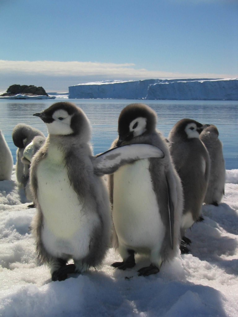 La marcia dei pinguini