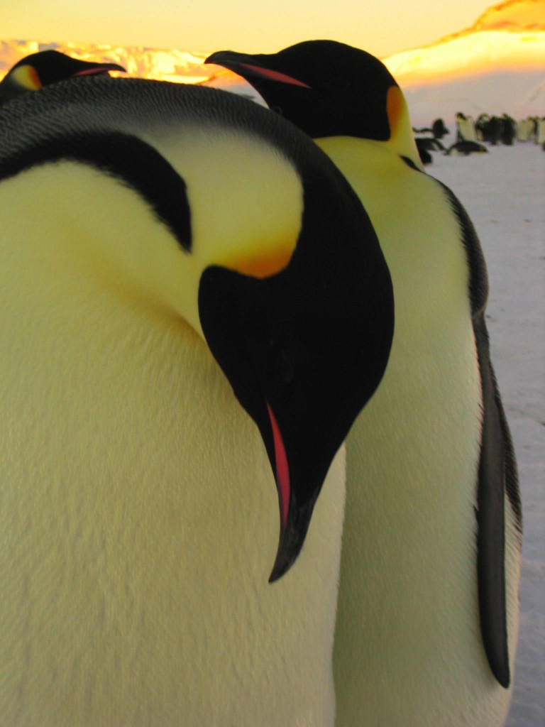 La marcia dei pinguini