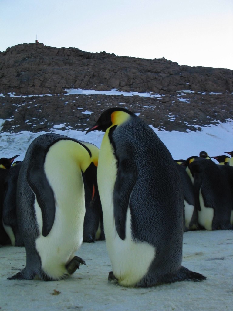 La marcia dei pinguini