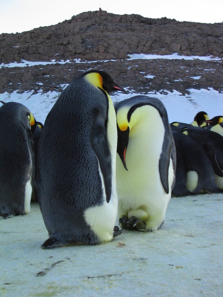 La marcia dei pinguini