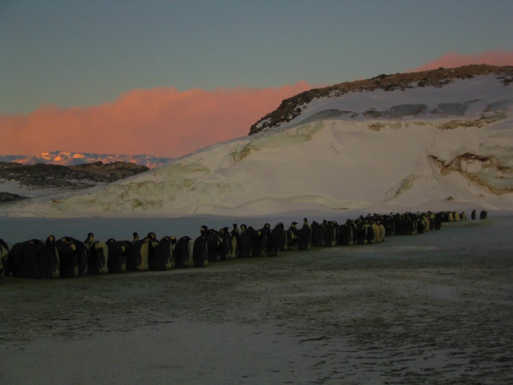 La marcia dei pinguini