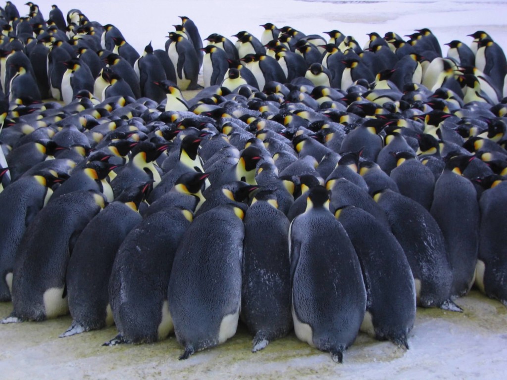 La marcia dei pinguini