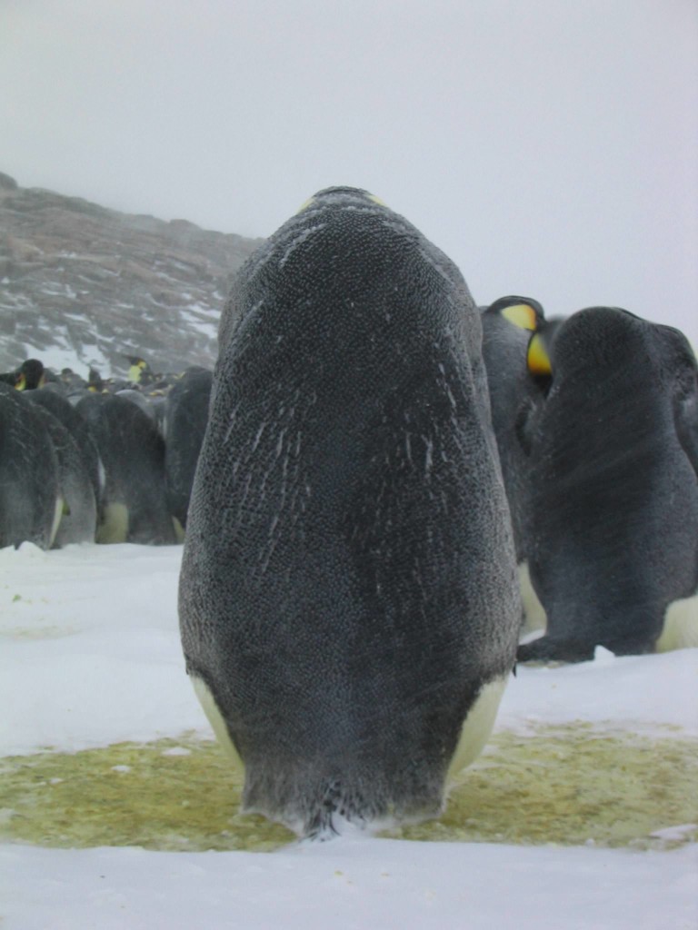 La marcia dei pinguini