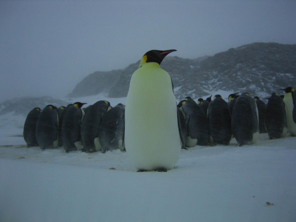 La marcia dei pinguini