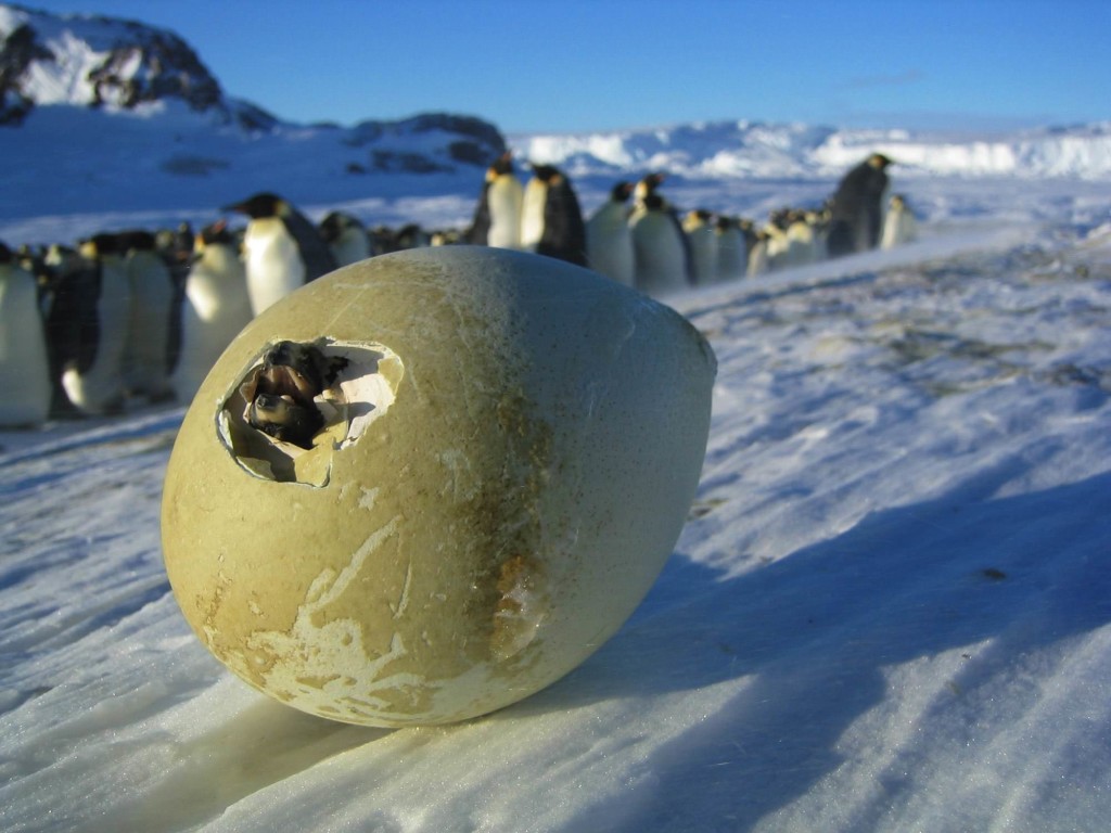 La marcia dei pinguini