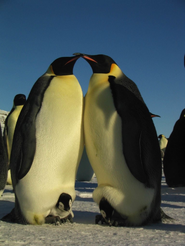 La marcia dei pinguini