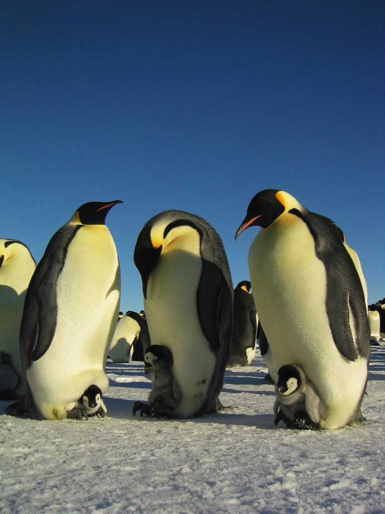 La marcia dei pinguini
