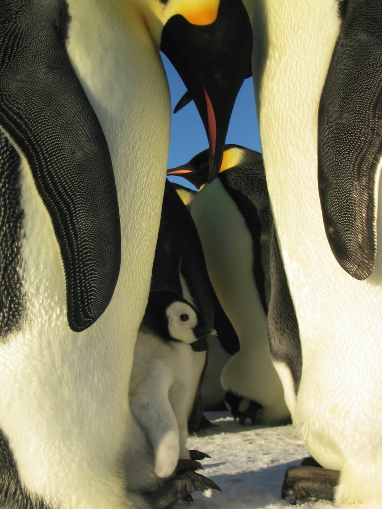 La marcia dei pinguini
