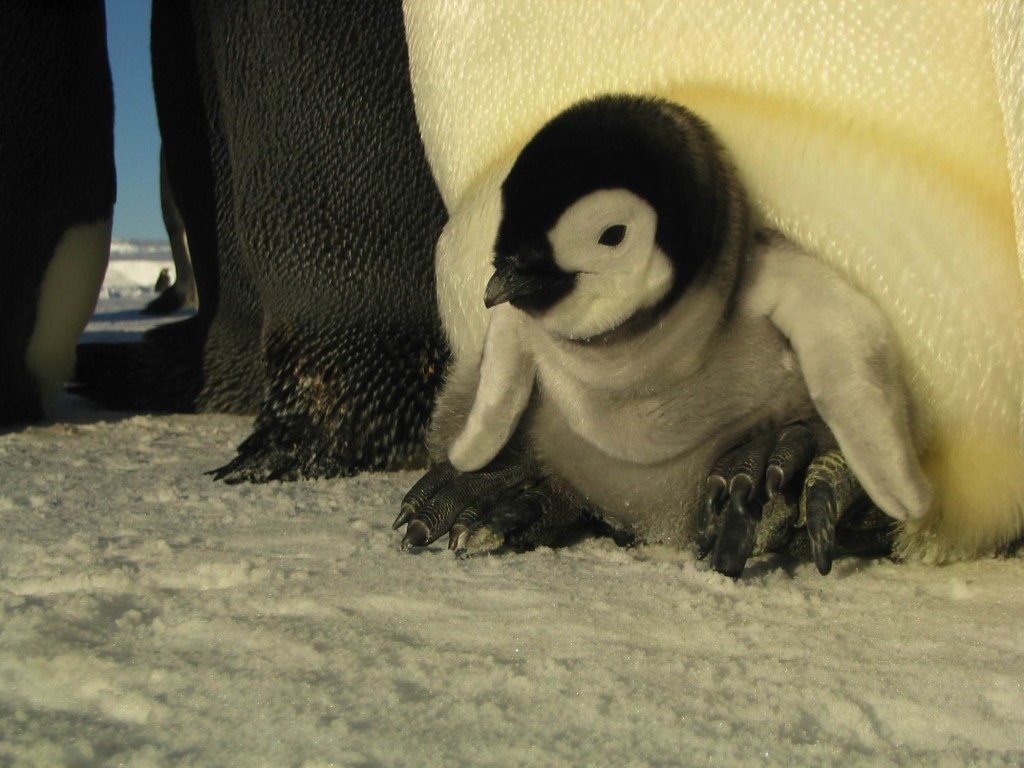 La marcia dei pinguini