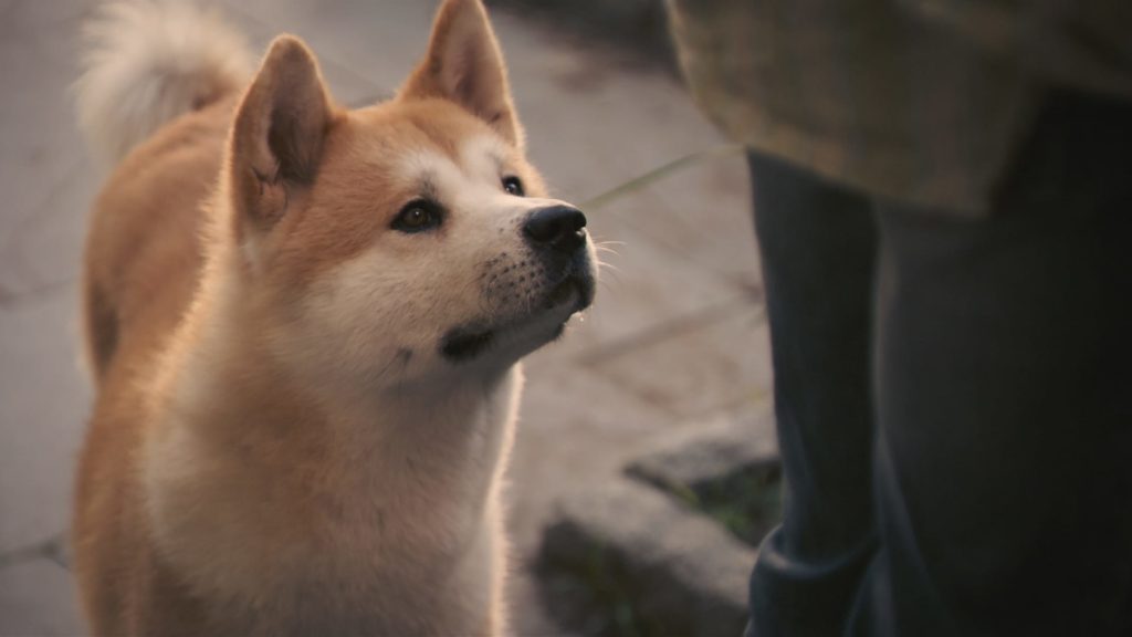 HACHIKO
