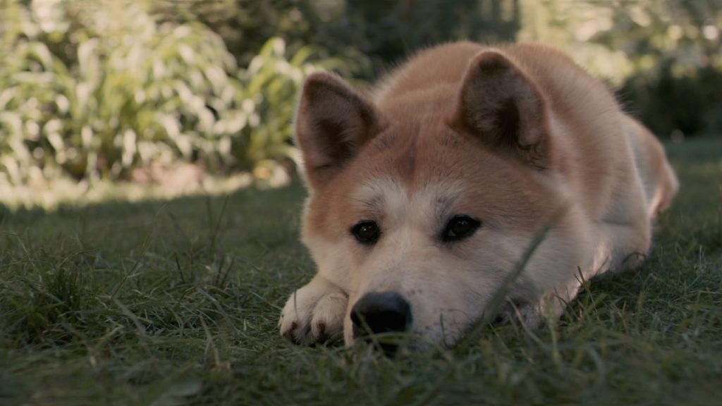 HACHIKO
