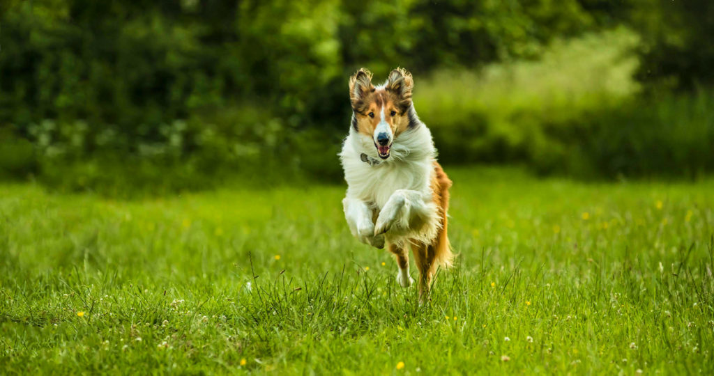 Lassie torna a casa