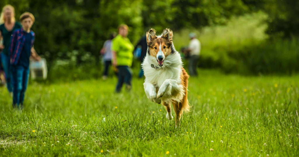 Lassie torna a casa