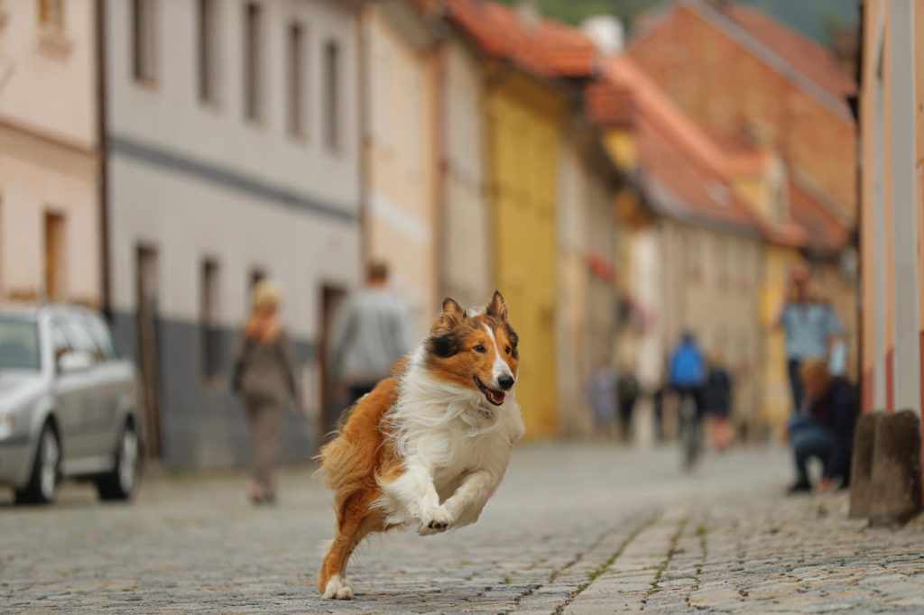 Lassie torna a casa