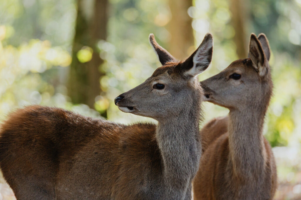 Bambi