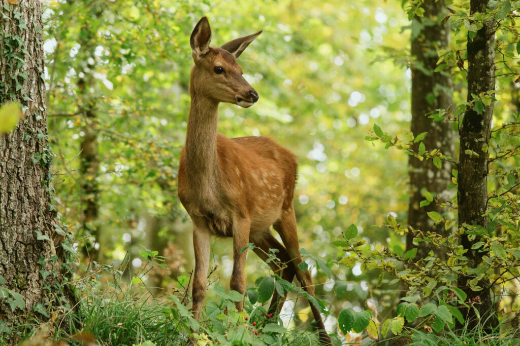 Bambi