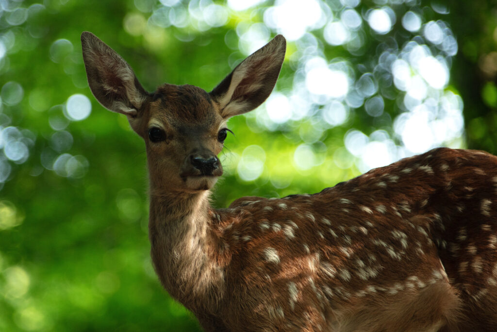 Bambi