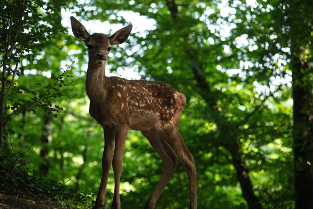 Bambi