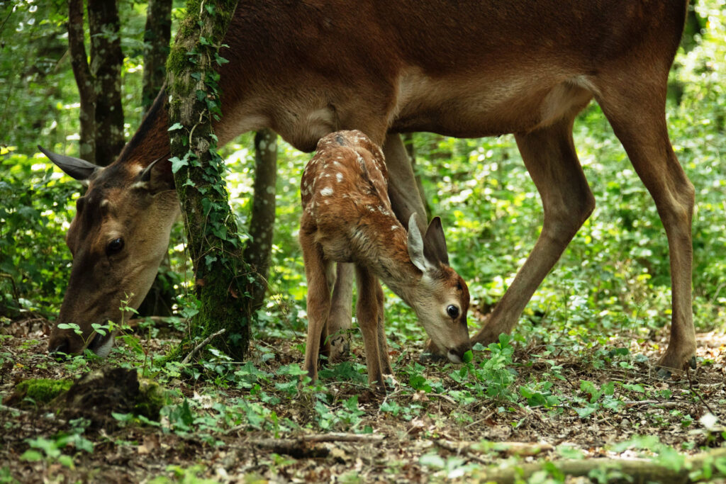 Bambi