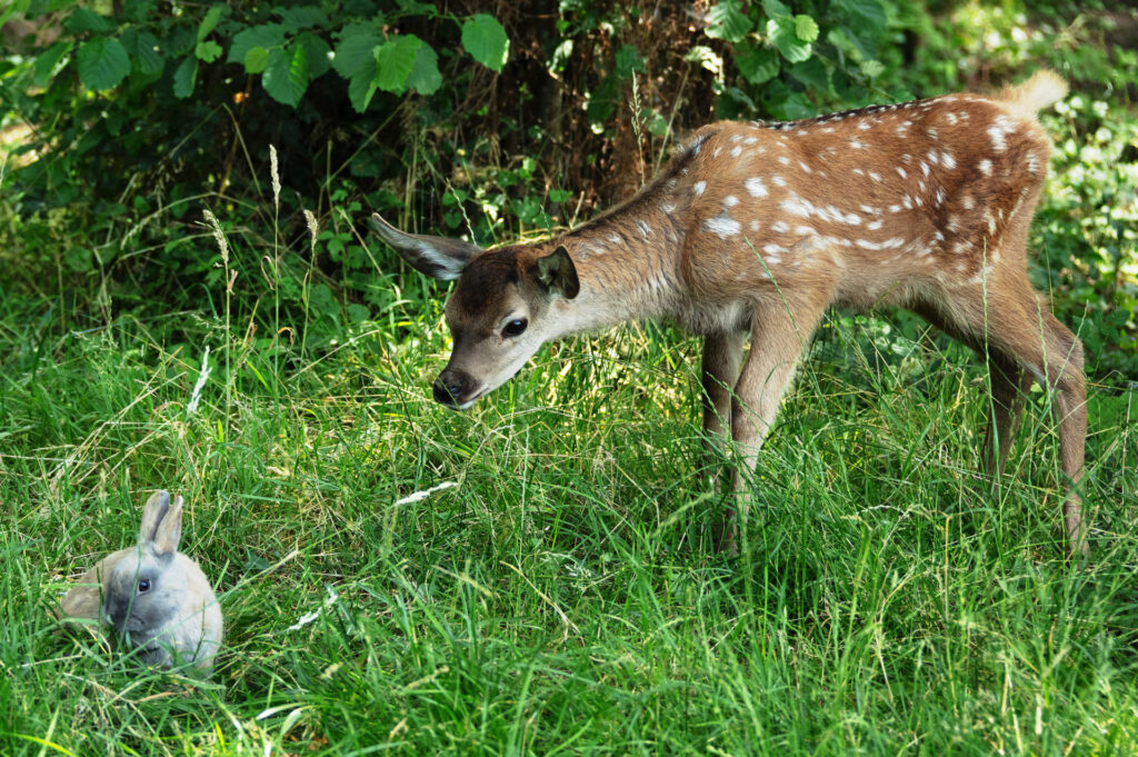 Bambi