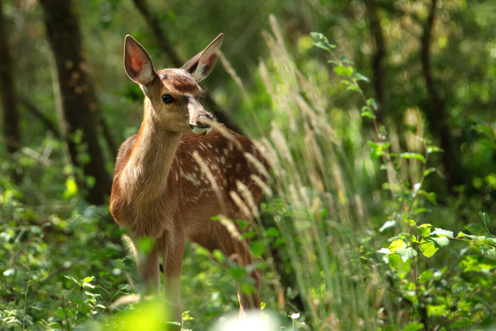 Bambi