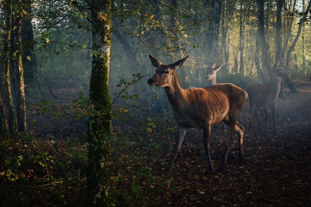 Bambi