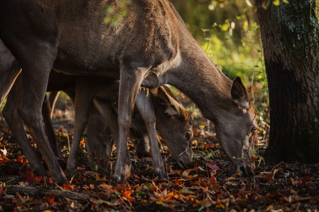 Bambi